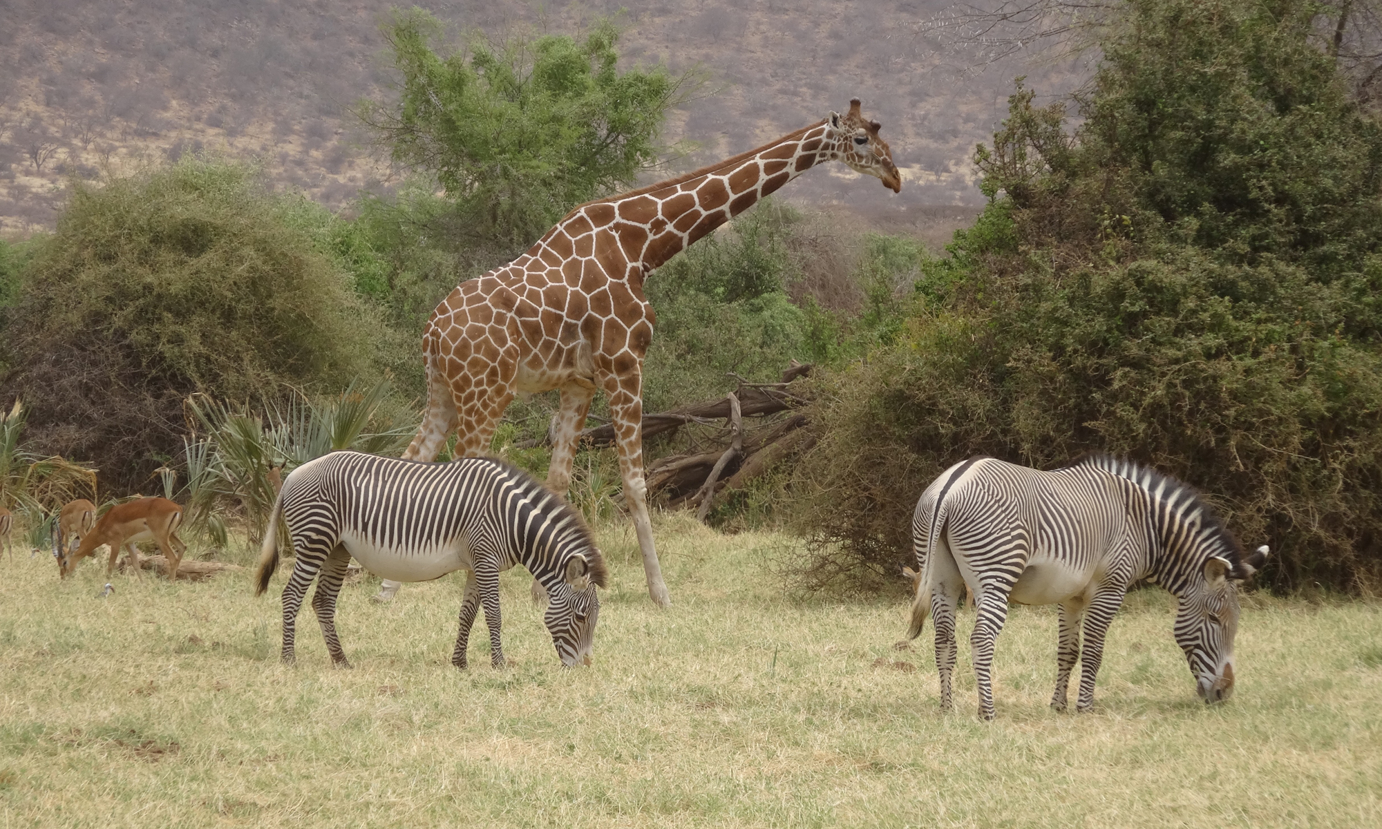 10-giraffe-facts